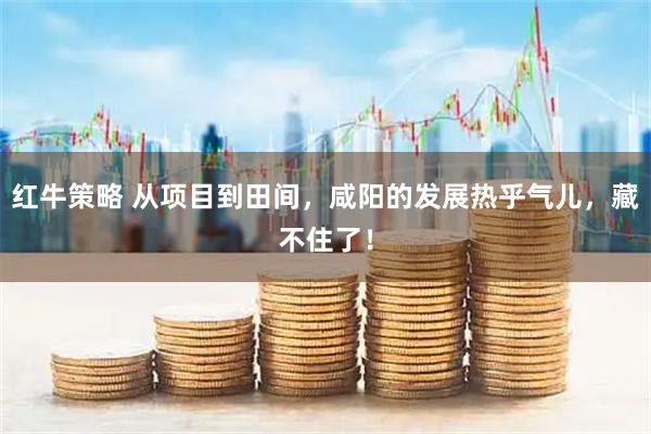 红牛策略 从项目到田间，咸阳的发展热乎气儿，藏不住了！